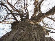 Черемшине з panoramio.com