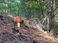 Верхоли з panoramio.com