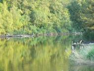 Куйбишеве з panoramio.com