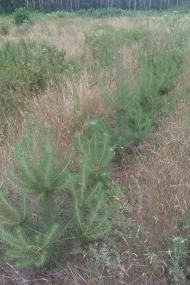 Нехворощ з panoramio.com