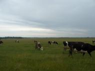 Врублівка з panoramio.com