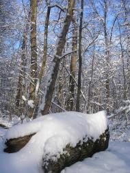 Цибулеве з panoramio.com