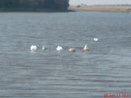 Полонне з panoramio.com