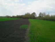 Ryabyna - Latest photos