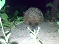 Сніжна з panoramio.com