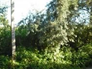 Рекшин з panoramio.com