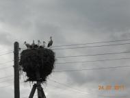 Новоселівка з panoramio.com