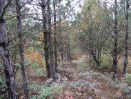 Дубове з panoramio.com