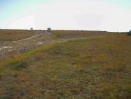 Каштани з panoramio.com