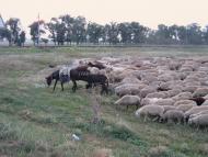 Главані з panoramio.com