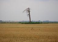 Угнів з panoramio.com