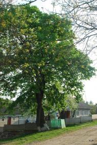 Русилів з panoramio.com