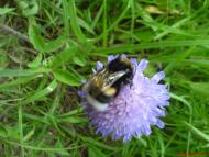 Марчихина Буда з panoramio.com