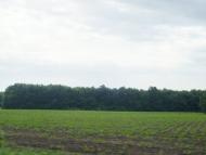 Цвіліхівка з panoramio.com