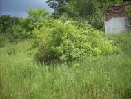 Ярок з panoramio.com