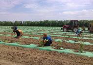 Сільське господарство