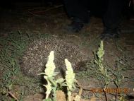 село Бецилово