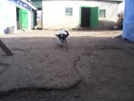 село Бецилово