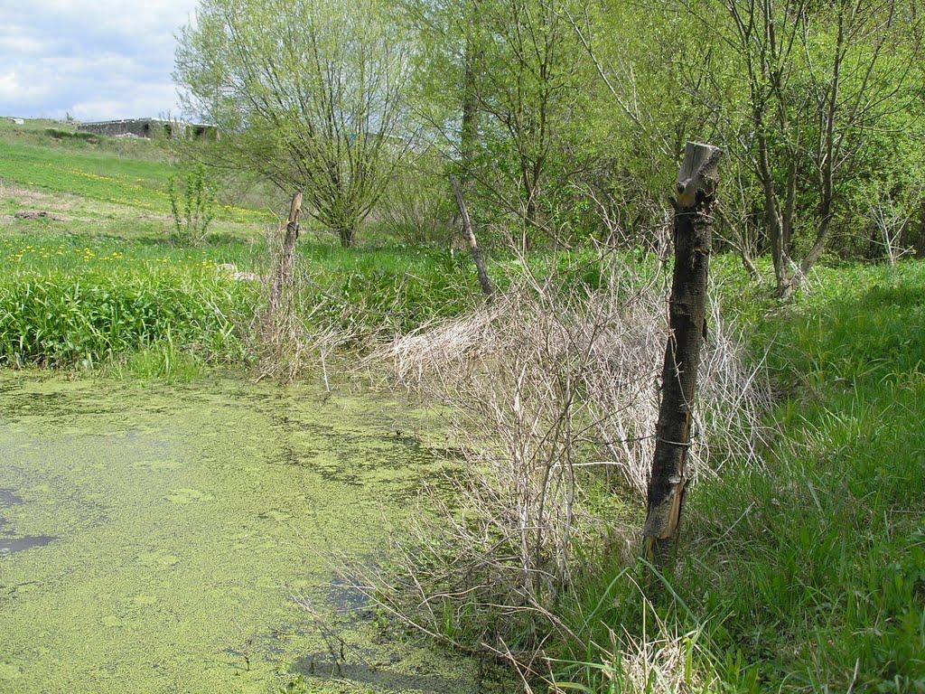 Зарванці з panoramio.com - Зарванці