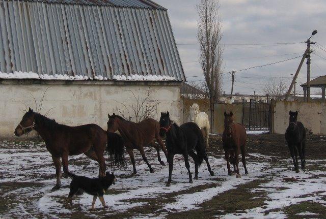 Гвардійське з panoramio.com - Гвардейское