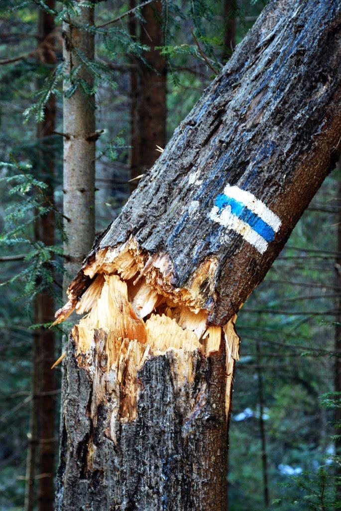 Кричка з panoramio.com - Кричка