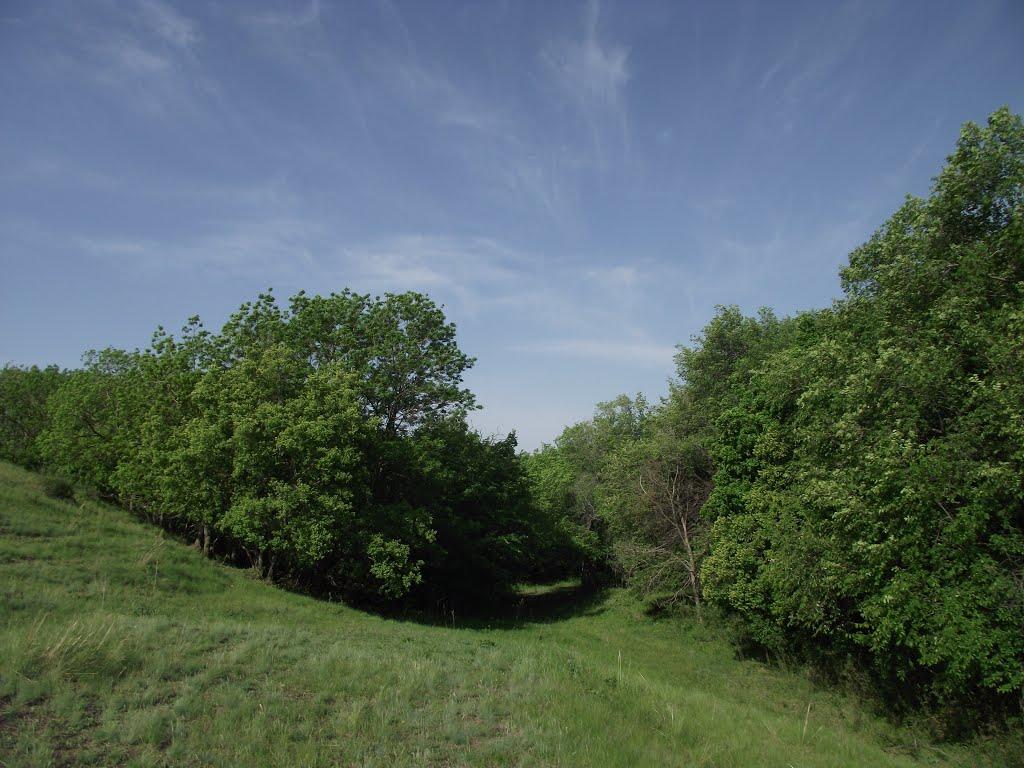 Черемшине з panoramio.com - Черемшино