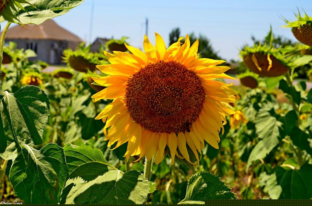 Приятне Свідання з panoramio.com - Приятне Свідання