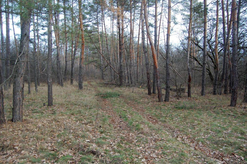 Муратове з panoramio.com - Муратово