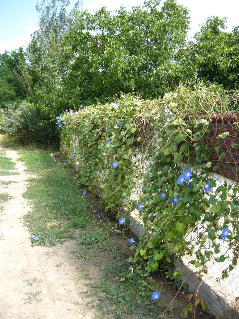 Новослобідка з panoramio.com - Новослободка