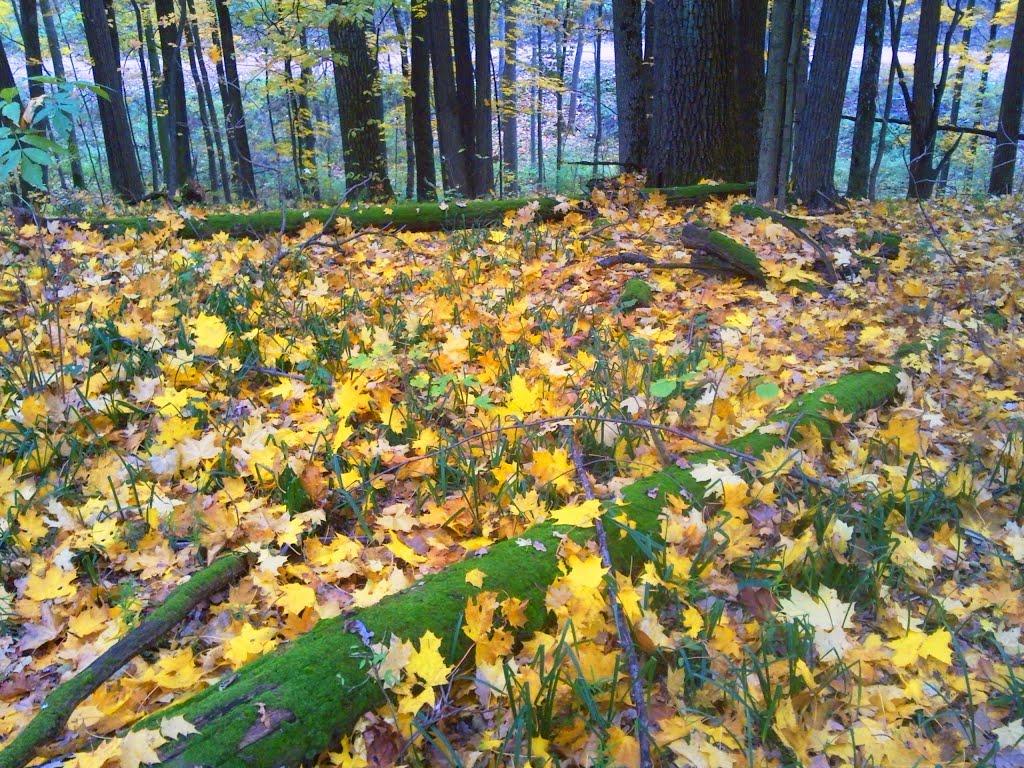 Вакалівщина з panoramio.com - Вакаловщина