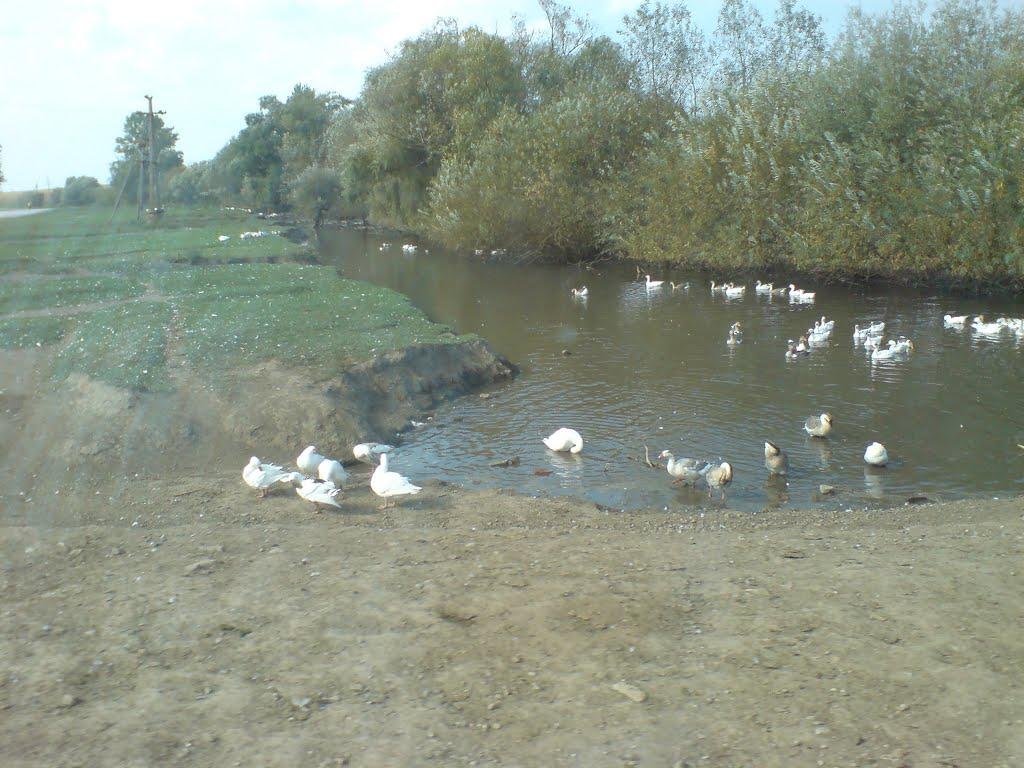 Остап'є з panoramio.com - Остап'є