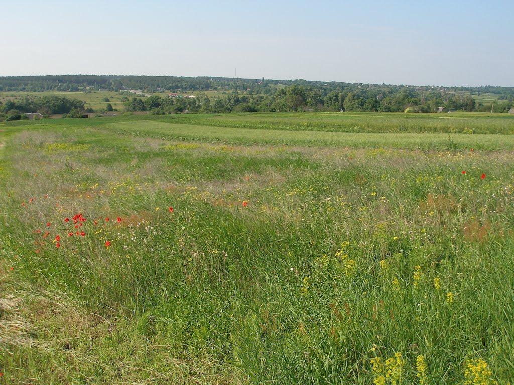 Соснівка з panoramio.com - Соснівка