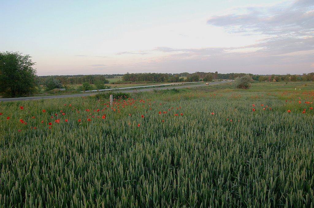 Колос з panoramio.com - Колос