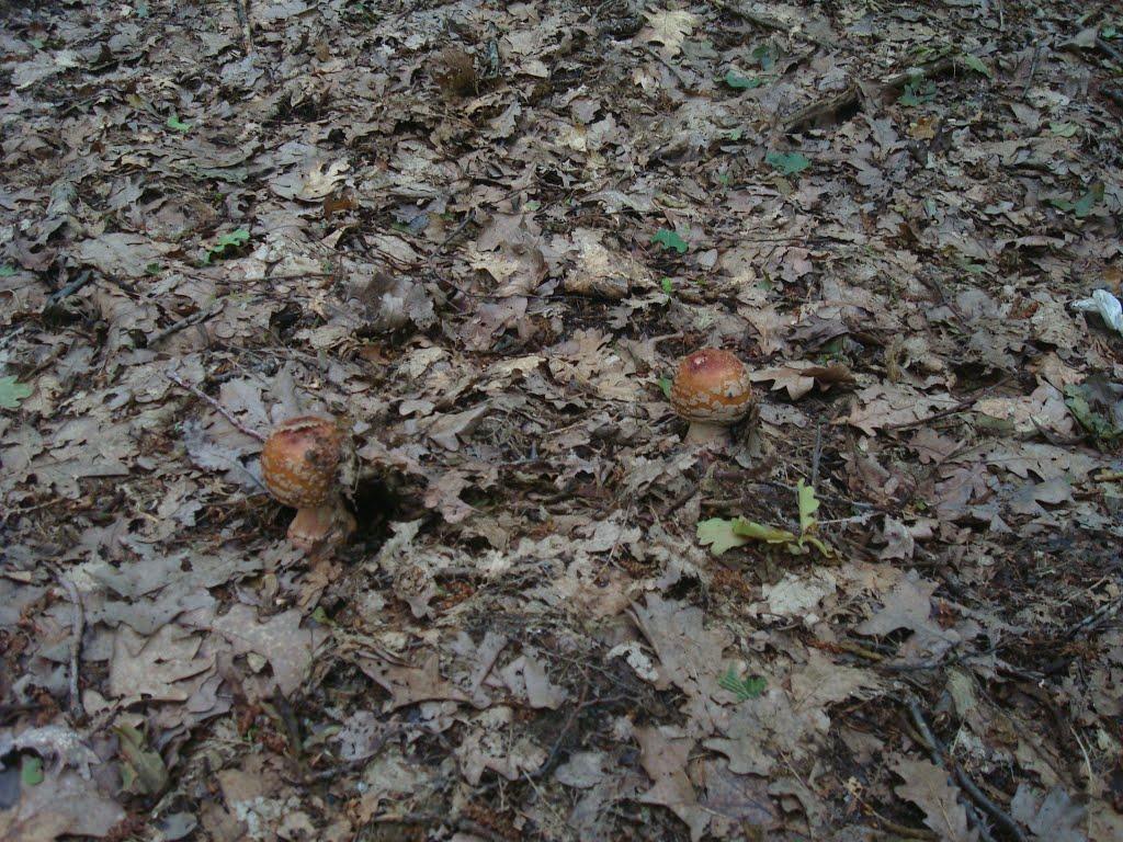 Майдан-Вербецький з panoramio.com - Майдан-Вербецький