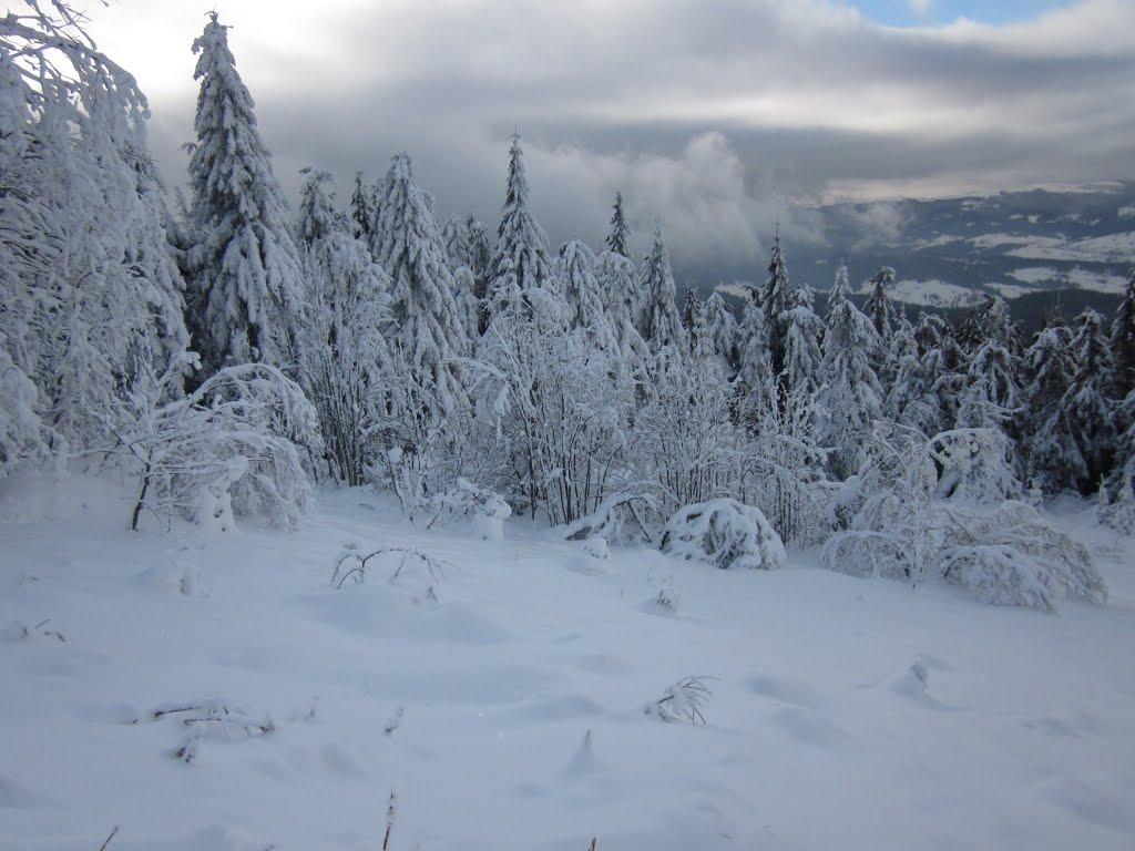 Пшонець з panoramio.com - Пшонець