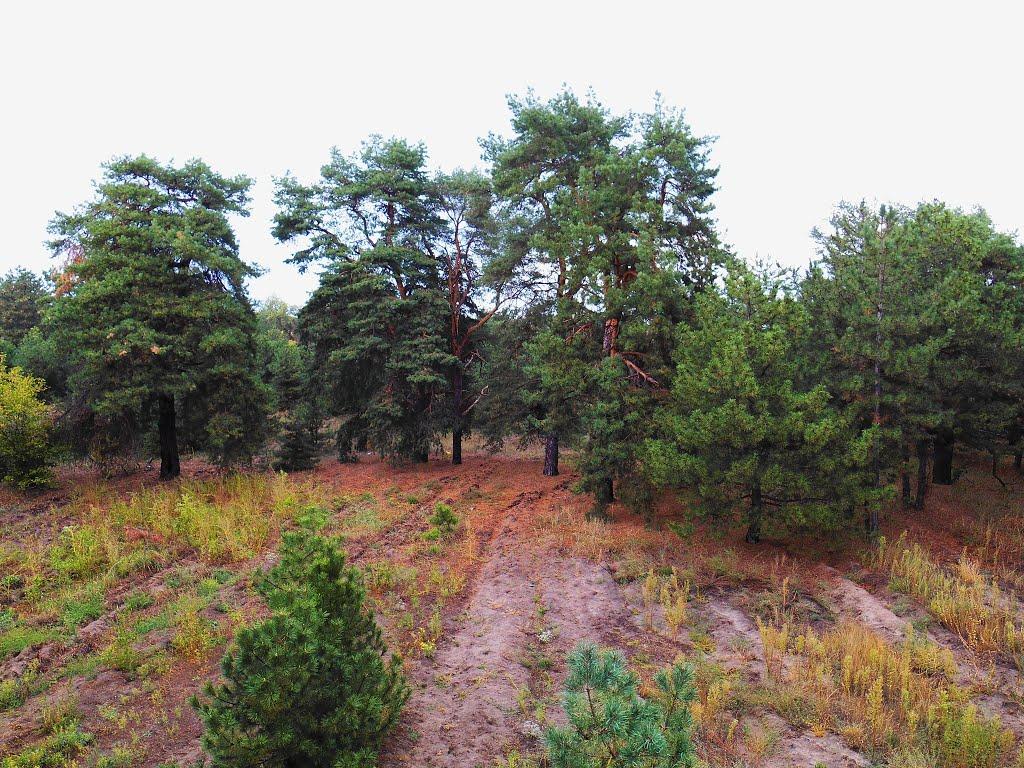 Канівське з panoramio.com - Каневское