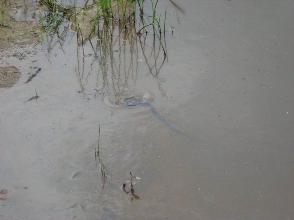 Сойми з panoramio.com - Сойми