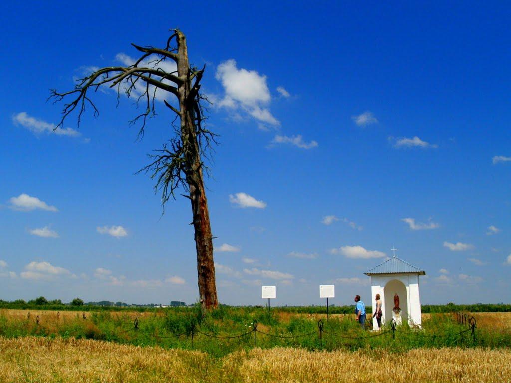 Угнів з panoramio.com - Угнів