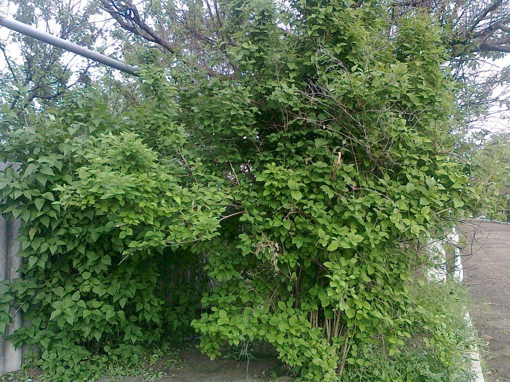 Троїцьке з panoramio.com - Троїцьке