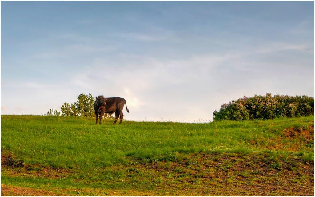 Седнівка з panoramio.com - Седнівка