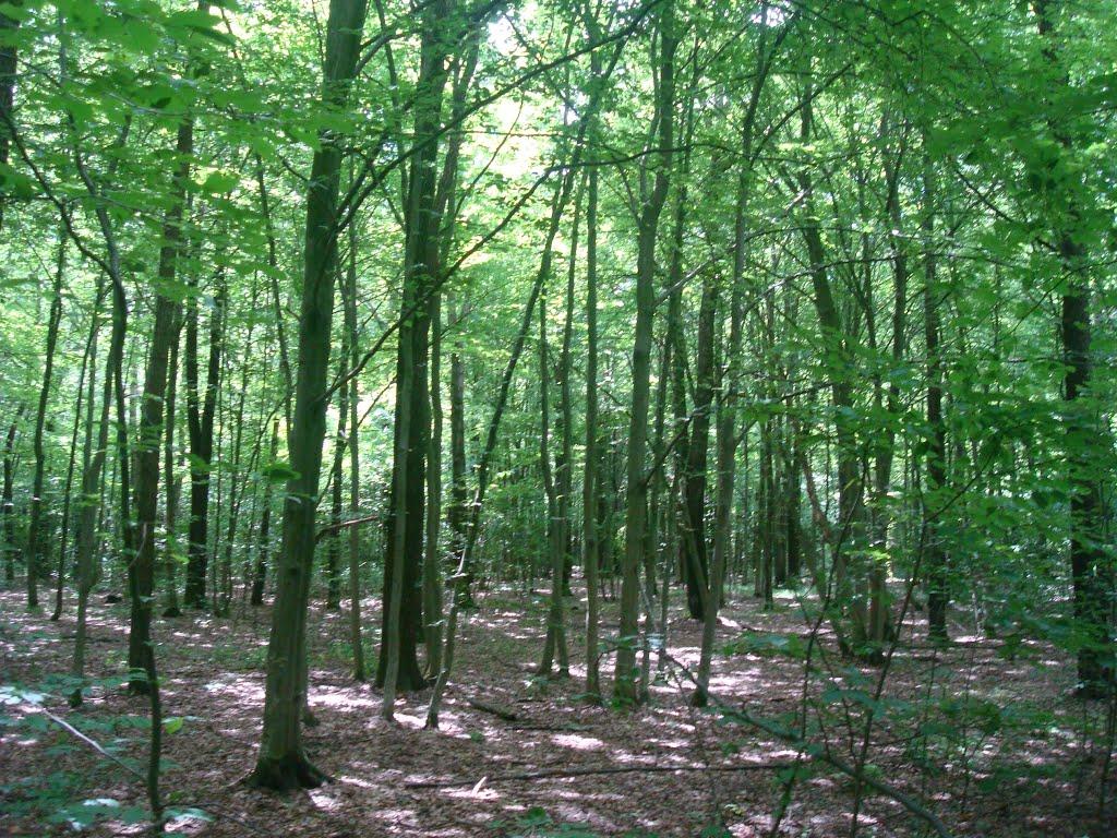 Майдан-Вербецький з panoramio.com - Майдан-Вербецький