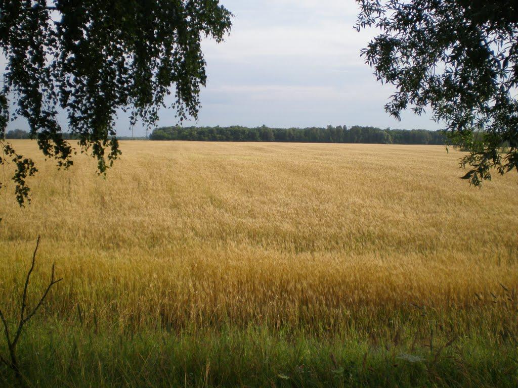 Пересипки з panoramio.com - Пересипки