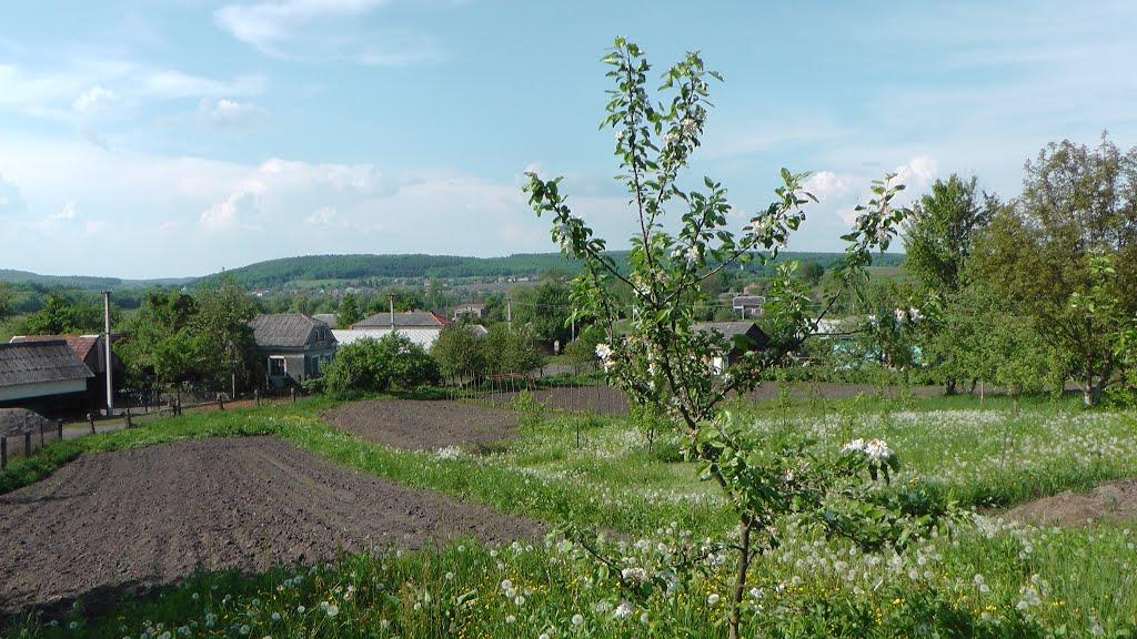 Дроховичі з panoramio.com - Дроховичі