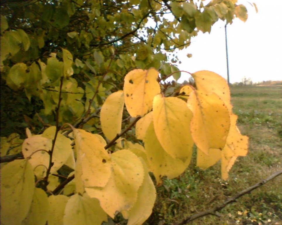 Грушка з panoramio.com - Грушка