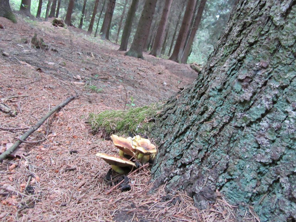 Язавні з panoramio.com - Язавні