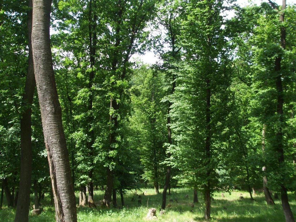 Могилівка з panoramio.com - Могилівка