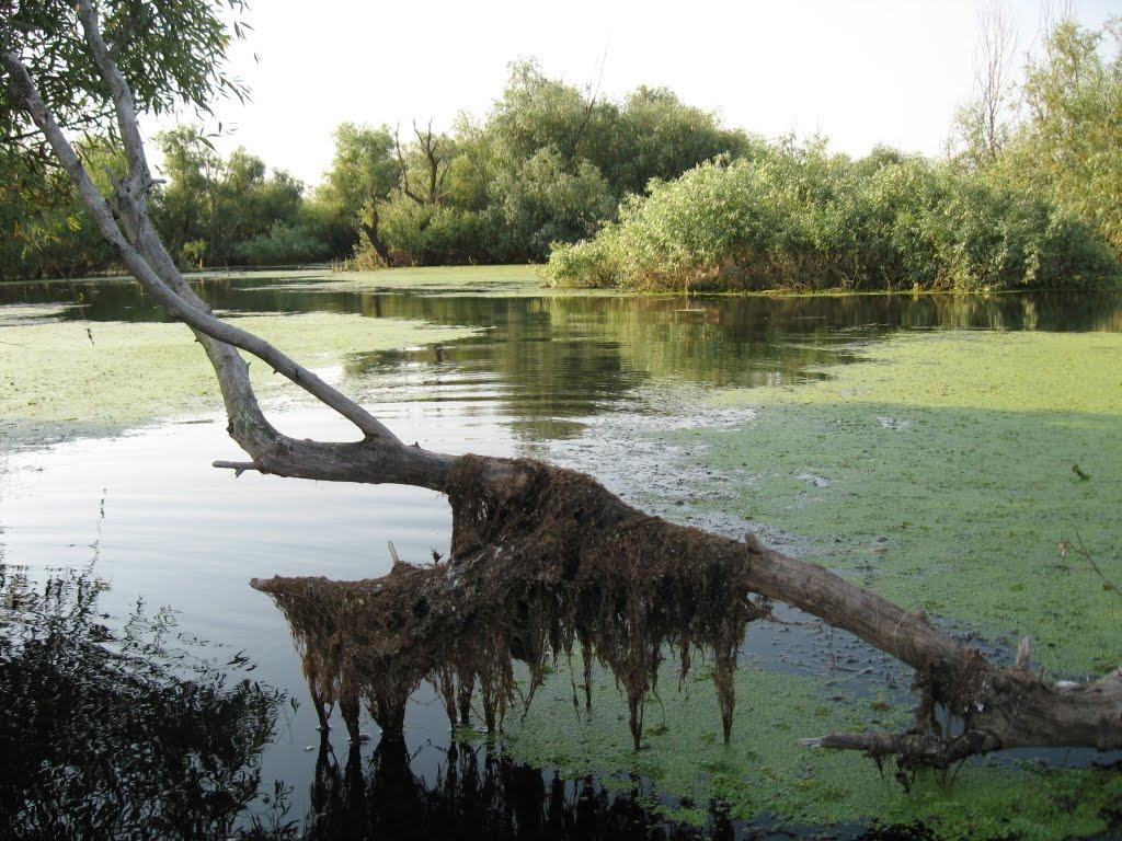 Дунайське з panoramio.com (ч.2) - Дунайское
