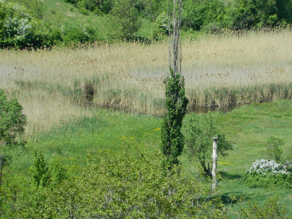 Дубове з panoramio.com - Дубове