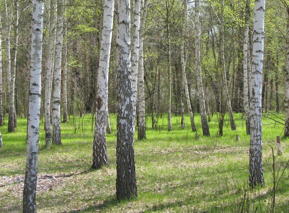 Червоногригорівка з panoramio.com - Червоногригоровка