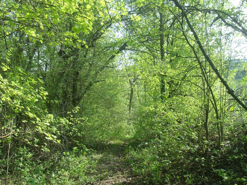 Маціорськ з panoramio.com - Маціорськ